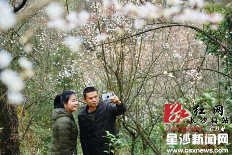 Wintersweet blossoms color chilly winter