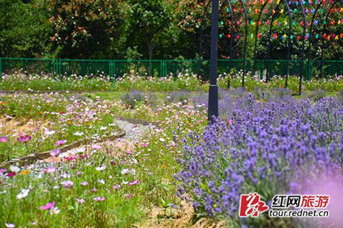 The fragrance of lavender envelopes Changsha