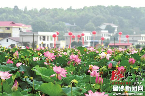 Lotus flowers in full-blossom awaits tourists