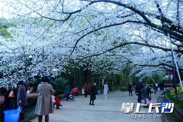 Hunan Forest Botanical Garden comes to life