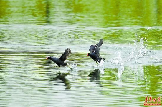 Songya Lake honored 'Beautiful Lake in the Yangtze River Economic Belt'