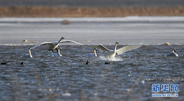 Yellow River in Inner Mongolia has swan visiting