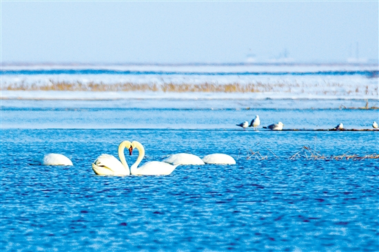 Swans embrace spring in Baotou