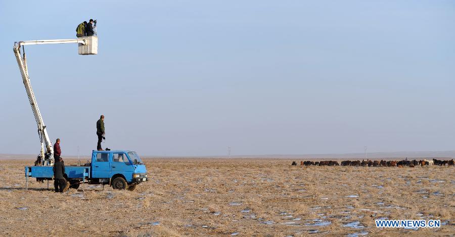 Horses on grassland in N China's Inner Mongolia