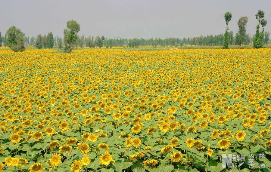 Bayannur's sunflower