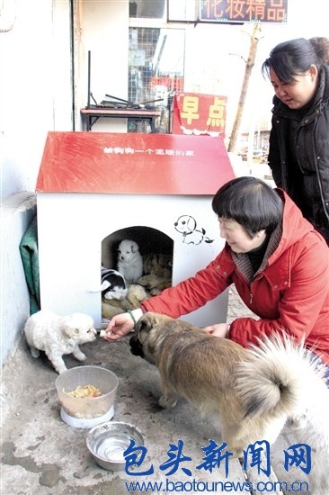 A warm winter for stray dogs and cats