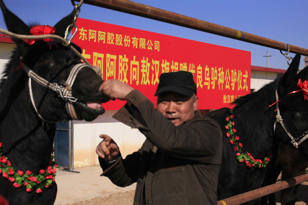 Donkeys offer new source of wealth