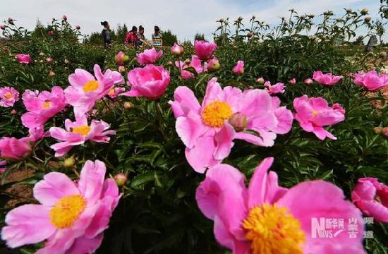 Free entrance to North China's largest Chinese herbaceous peony base