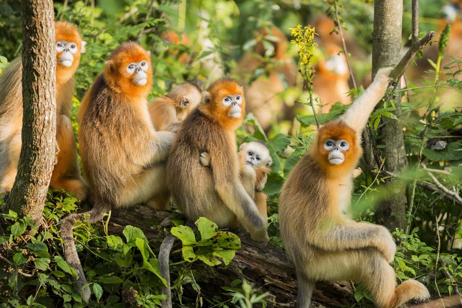 An ecological photographer’s works on golden snub-nosed monkeys