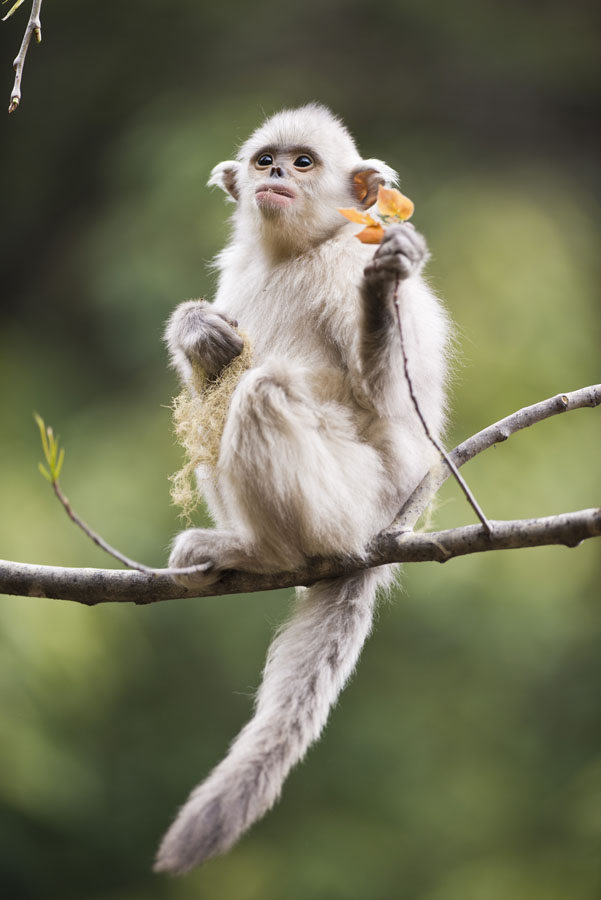 An ecological photographer’s works on golden snub-nosed monkeys