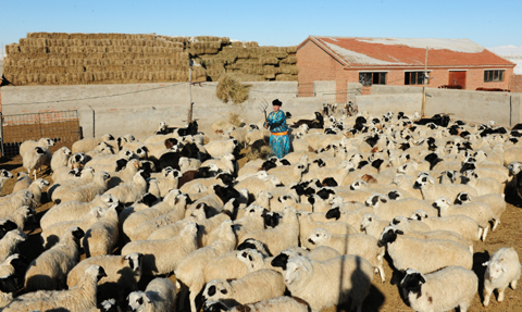 Inner Mongolia targets boom in mutton industry