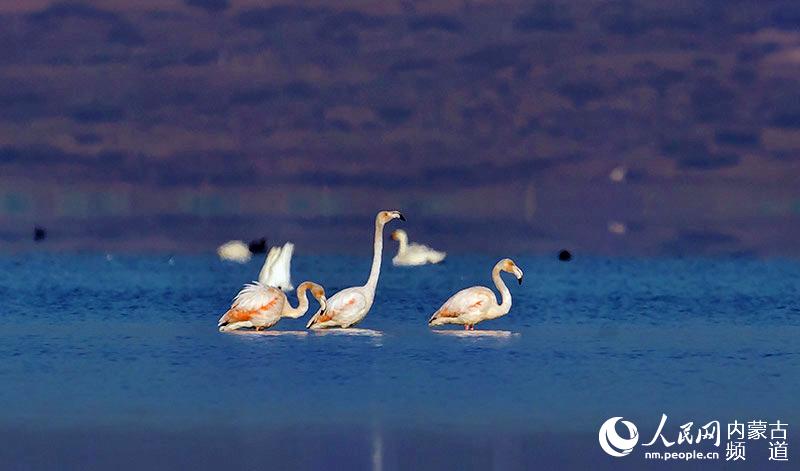Flamingos appear in Inner Mongolia