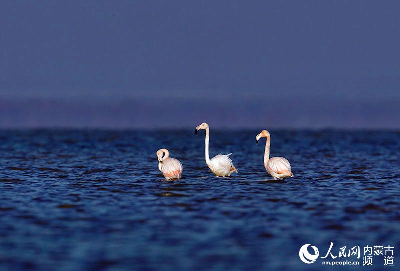 Flamingos appear in Inner Mongolia