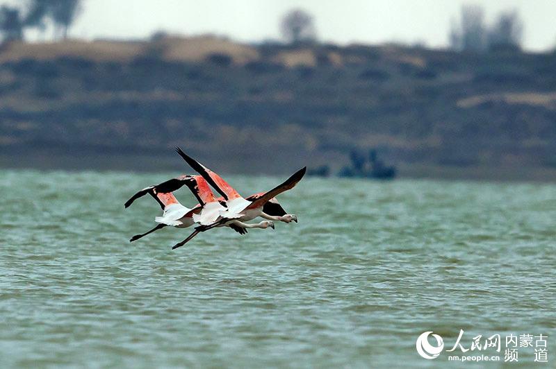 Flamingos appear in Inner Mongolia