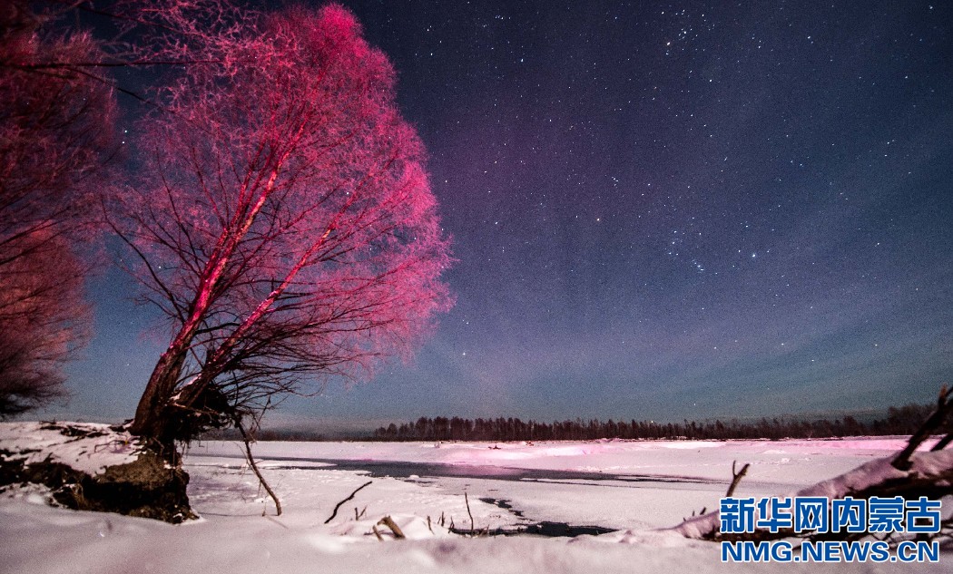 Spectacular starry night in Inner Mongolia forest
