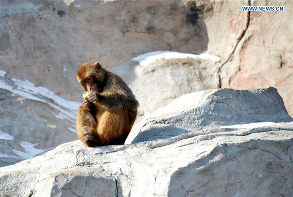 Various monkeys seen in wildlife park of North China