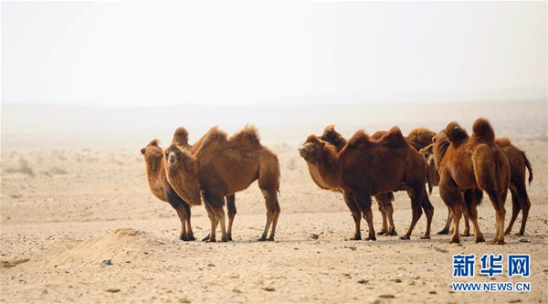 Endangered Mongolian camel making a comeback