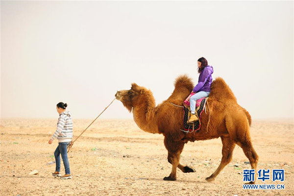 Endangered Mongolian camel making a comeback