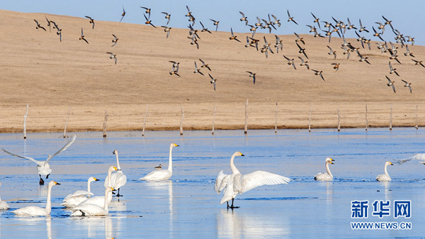 Inner Mongolia visited by migratory birds