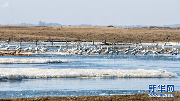Inner Mongolia visited by migratory birds