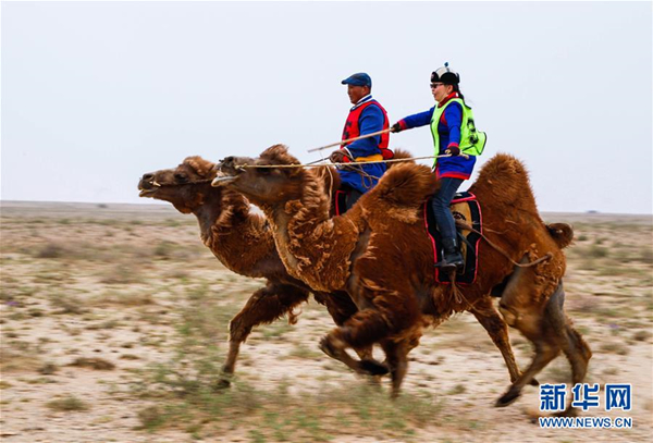 Gobi Red Bactrian camels race in Inner Mongolia