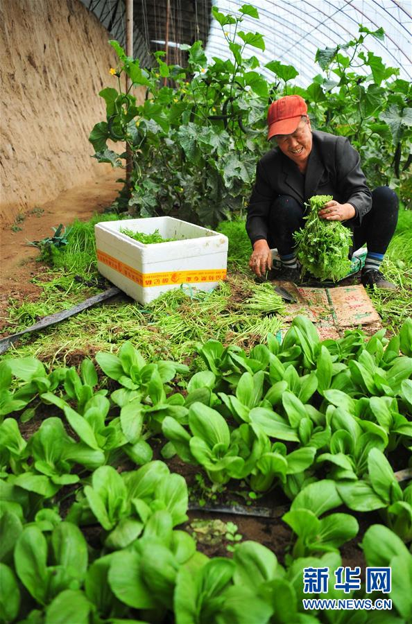 Hohhot develops cooperative agriculture