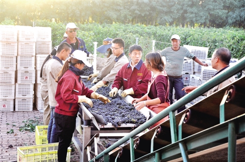 Wuhai- 'grape city' to uncork global wine market