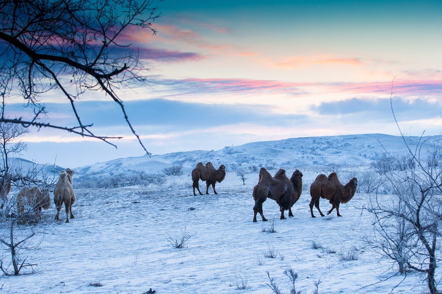 Camels wander snowy grasslands