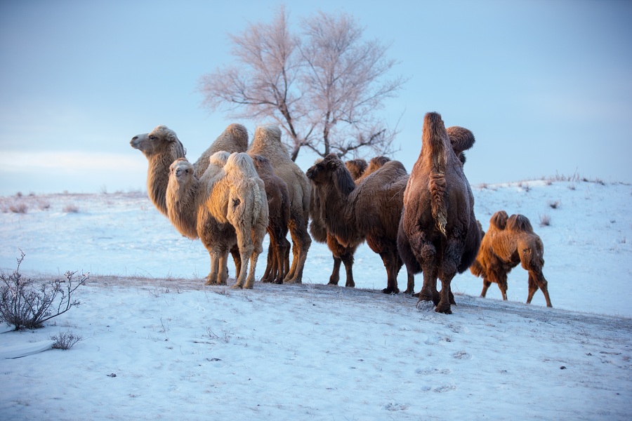 Camels wander snowy grasslands