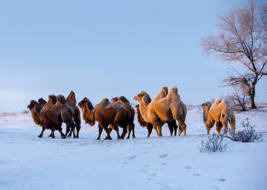 Camels wander snowy grasslands