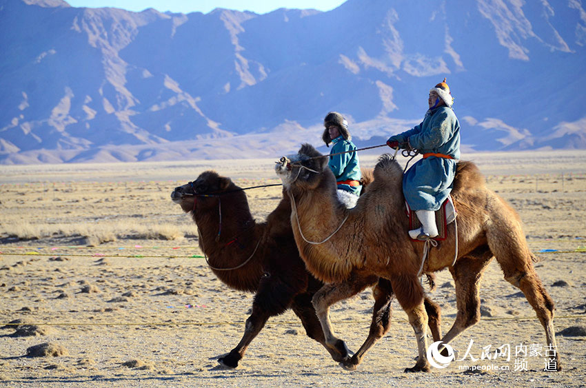Camel race begins in Bayannur