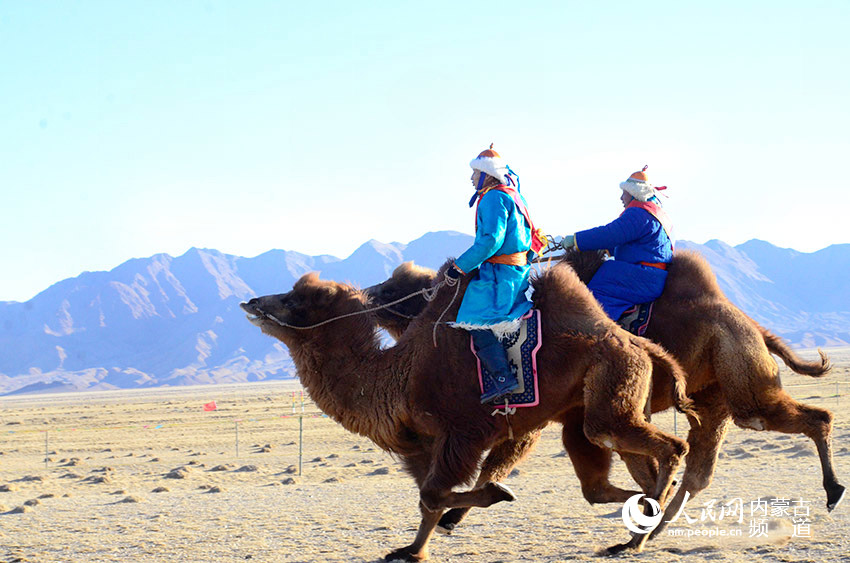 Camel race begins in Bayannur
