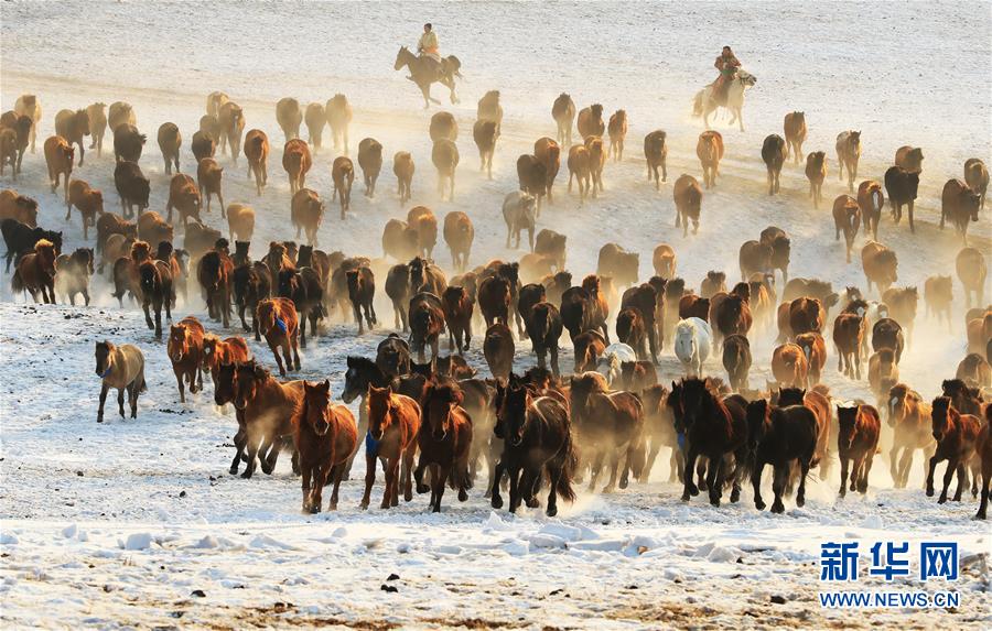 Horses gallop through snow-covered land