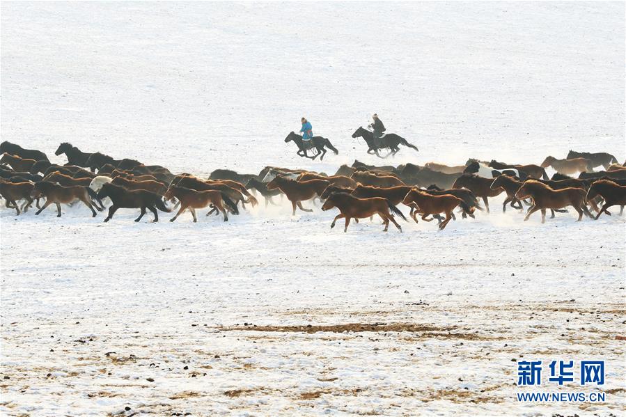 Horses gallop through snow-covered land