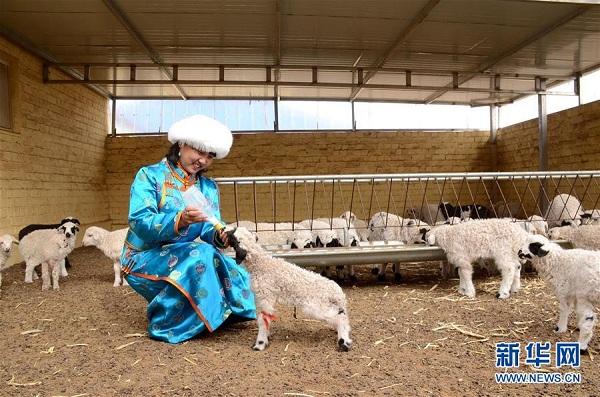 Urad grasslands embrace lamb season