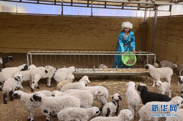 Urad grasslands embrace lamb season