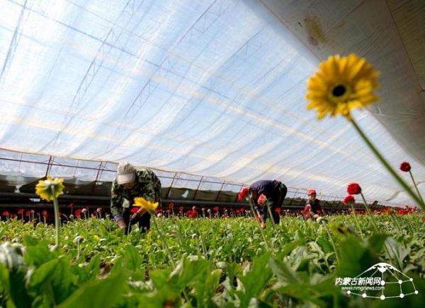 Gerbera jamesonii in demand for Tomb Sweeping Day