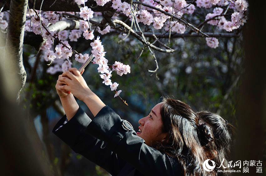 Peach blossoms decorate Hohhot