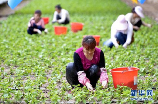 Perillas provide agricultural work in Hohhot