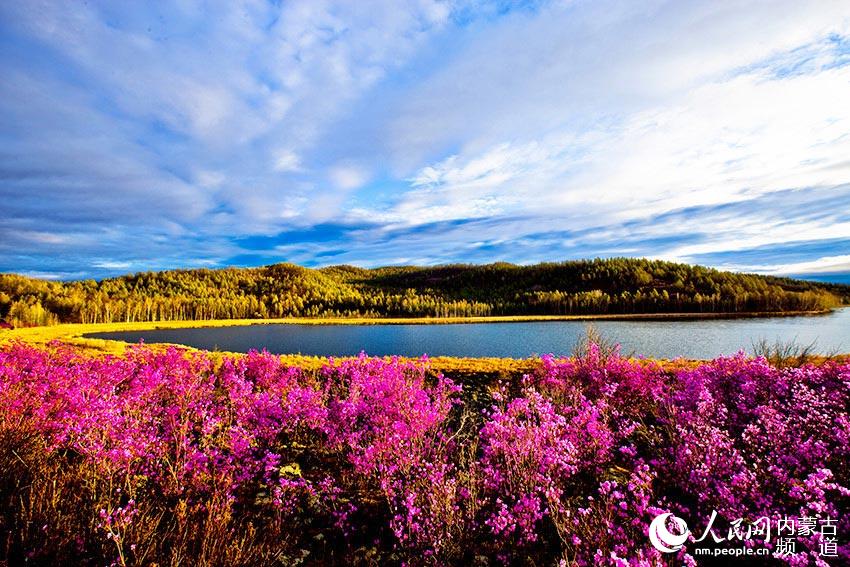 Rhododendrons blossom in Oroqen