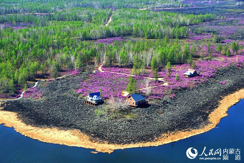 Rhododendrons blossom in Oroqen