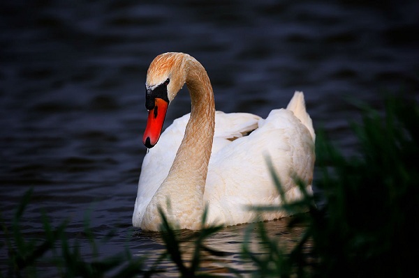Wuliangsuhai Wetland proves ideal home for mute swans