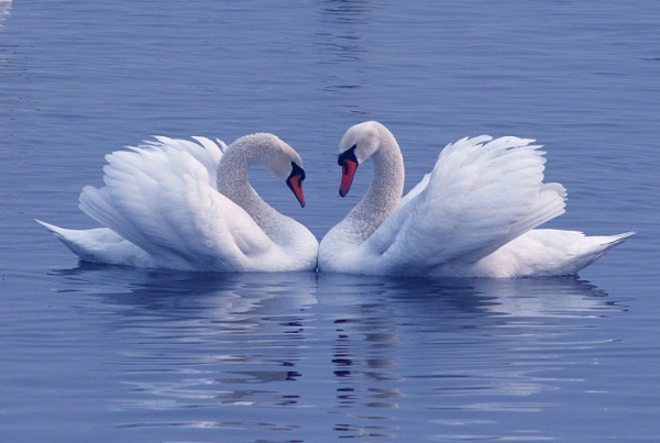 Wuliangsuhai Wetland proves ideal home for mute swans