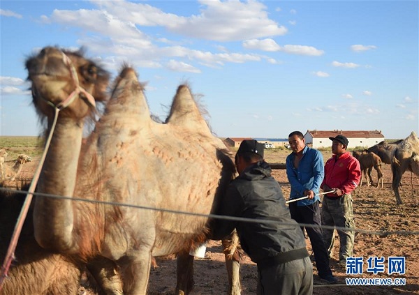 Farmer escapes poverty by raising camels