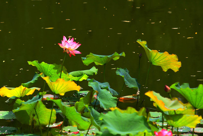 Lotus flowers bloom in summer heat