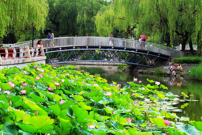 Lotus flowers bloom in summer heat