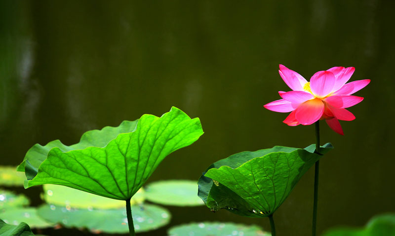 Lotus flowers bloom in summer heat