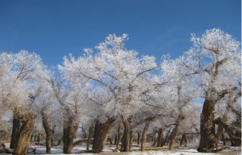 Ice carnival staged in Ejin Banner