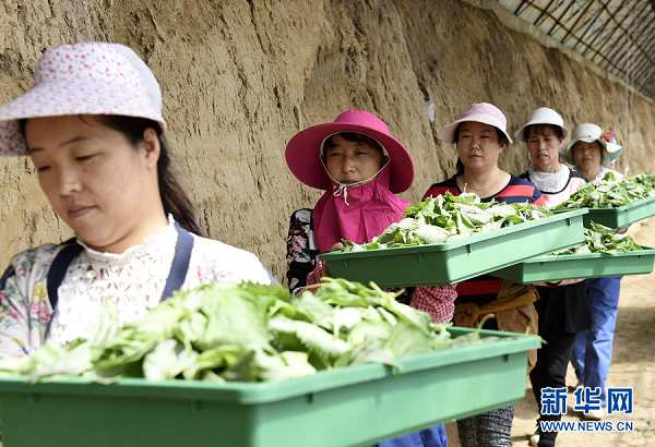Perillas provide agricultural work in Hohhot