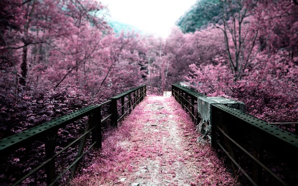 Cherry blossoms: an emblem of Japanese culture